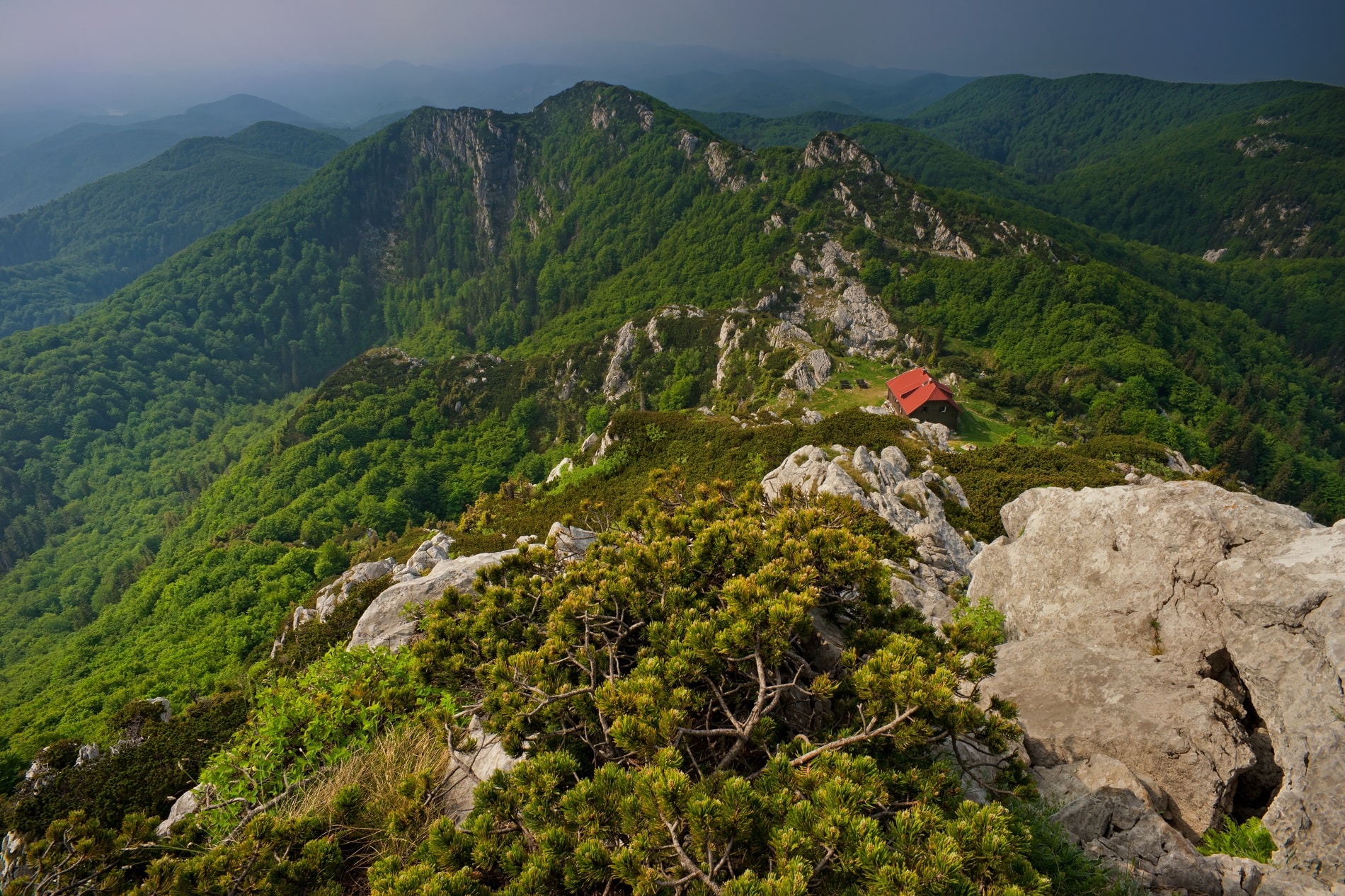 Risnjak